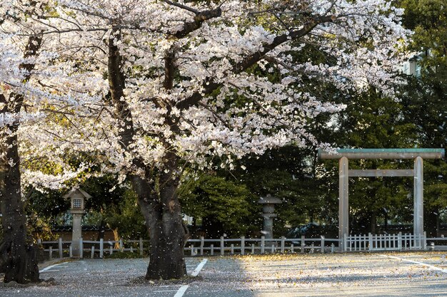 Schöne Pfirsichbaumblüte in Tokio bei Tageslicht