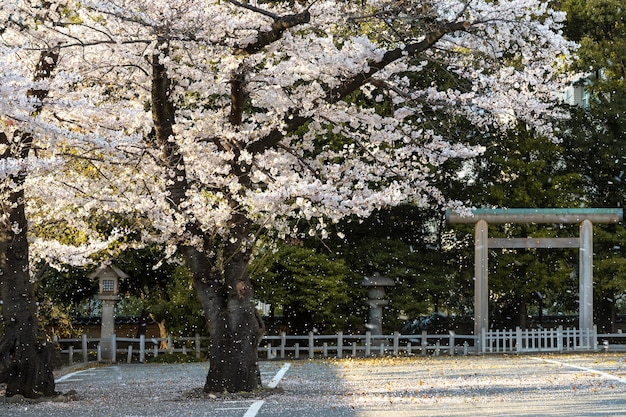 Schöne Pfirsichbaumblüte in Tokio bei Tageslicht