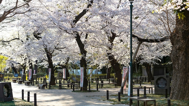 Schöne Pfirsichbaumblüte in Tokio