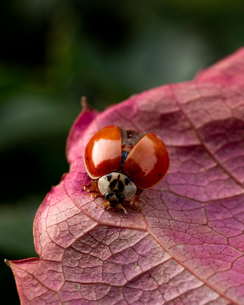 Kostenloses Foto schöne pflanze mit kleinem käfer