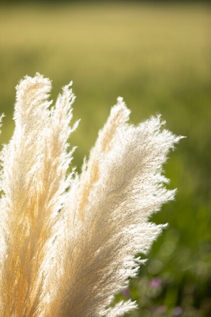 Schöne Pflanzen in der Natur im Freien