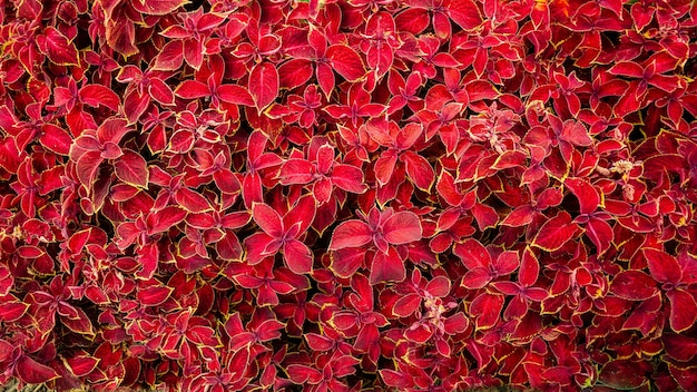 Kostenloses Foto schöne pflanzen mit leuchtend roten blättern