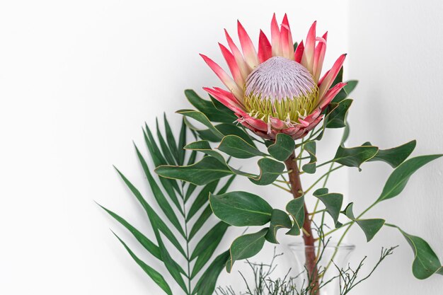 Schöne Protea-Blume auf einem weißen Hintergrund isoliert