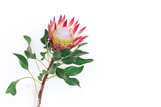 Schöne Protea-Blume auf einem weißen Hintergrund isoliert