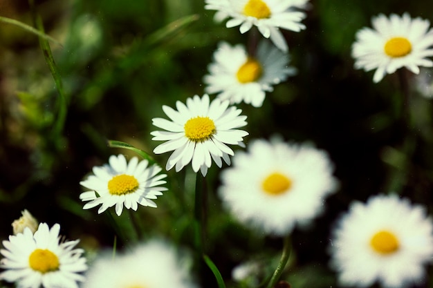 Kostenloses Foto schöne retro-natur mit blumen