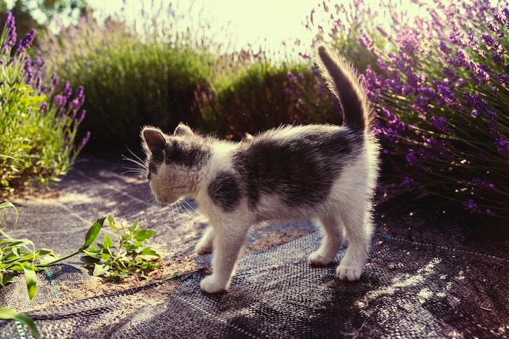 Kostenlose Foto schöne retro-natur mit katze auf dem lavendelgebiet