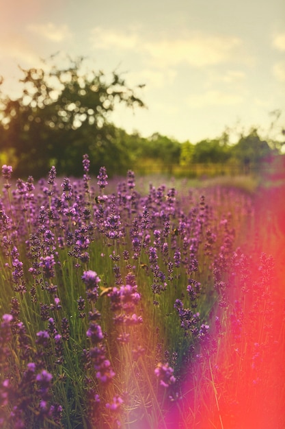 Schöne Retro-Natur mit Lavendelfeld