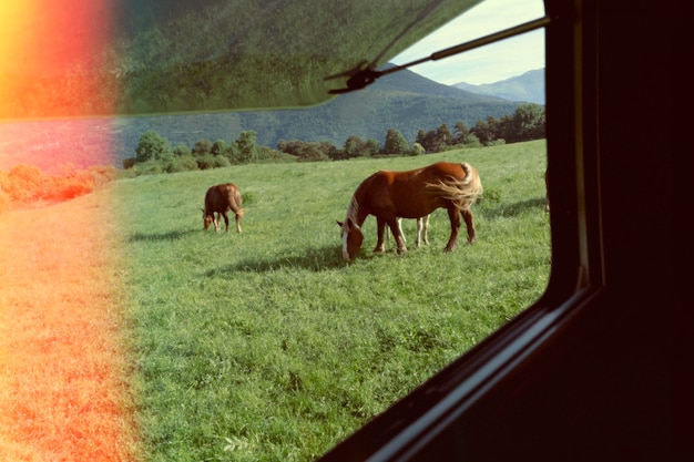 Kostenloses Foto schöne retro-natur mit pferden auf der wiese