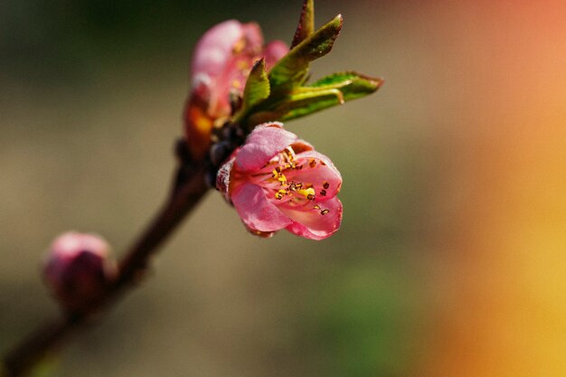 Schöne Retro-Natur mit rosa Blumen