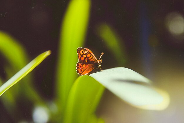 Schöne Retro-Natur mit Schmetterling auf Blatt