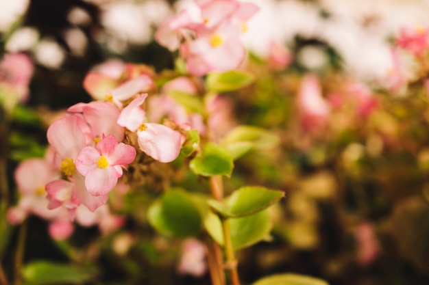 Schöne rosa Blüten