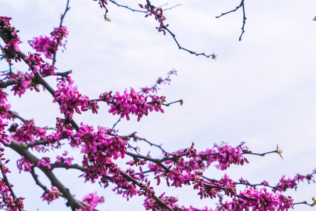 Schöne rosa Blütenblüte