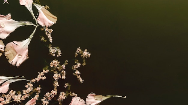 Schöne rosa Blumen der Draufsicht im Schwarzwasser mit Kopienraum