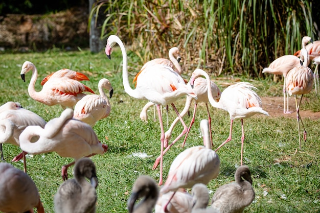 Schöne rosa flamingos