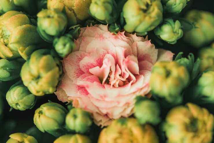 Kostenlose Foto schöne rosa frische blume zwischen knospen