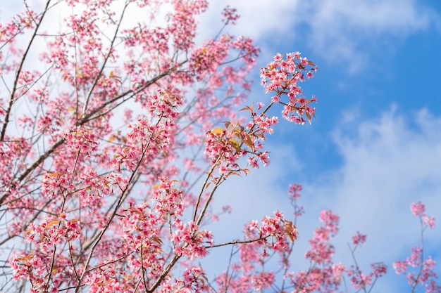 Schöne rosa Kirschprunus cerasoides Wilde Himalaya-Kirsche wie Sakusa-Blume, die an Nordthailand, Chiang Mai, Thailand blüht.