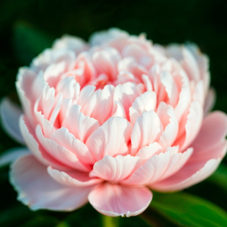 Kostenlose Foto schöne rosa pfingstblüte in voller blüte