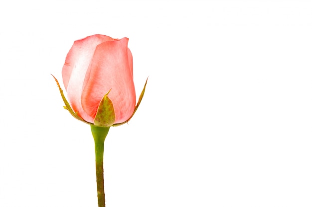 Schöne rosa Rose auf weißem Hintergrund