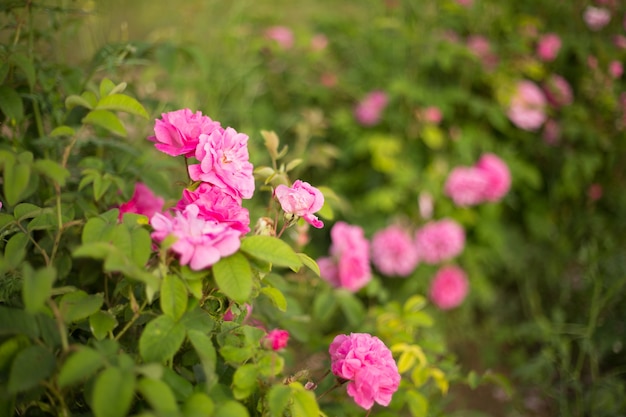 Schöne rosa Rosen.