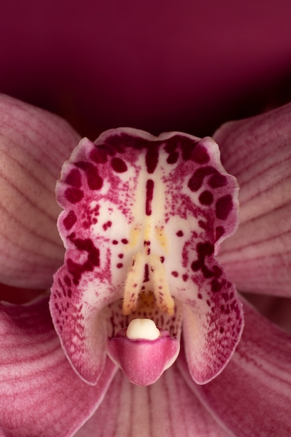 Schöne rosafarbene Orchidee der Draufsicht