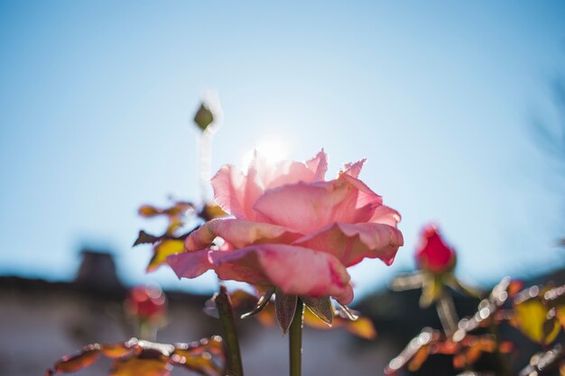 Schöne Rose mit Himmel im Hintergrund