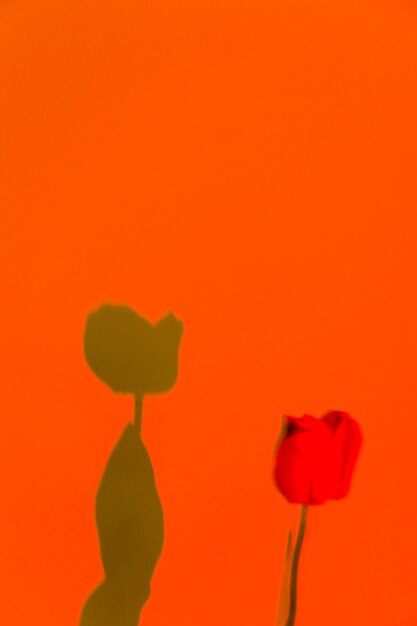 Schöne Rose und sein Schatten auf einem orangefarbenen Hintergrund