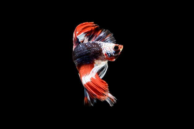 Schöne rote, blaue und weiße Betta splendens, Der siamesische Kampffisch, der allgemein als Betta bekannt ist, ist ein beliebter Fisch im Aquarienhandel.
