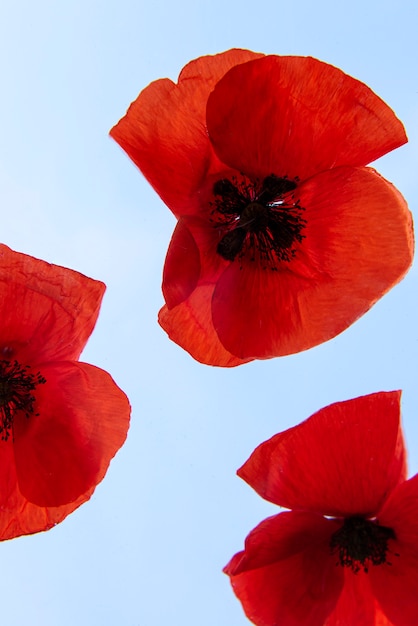 Schöne rote Blumen mit blauem Hintergrund