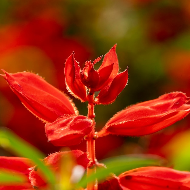 Schöne rote Blumenmakronatur