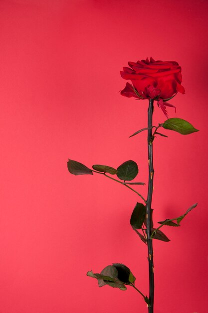 Schöne rote Rose auf rotem Hintergrund