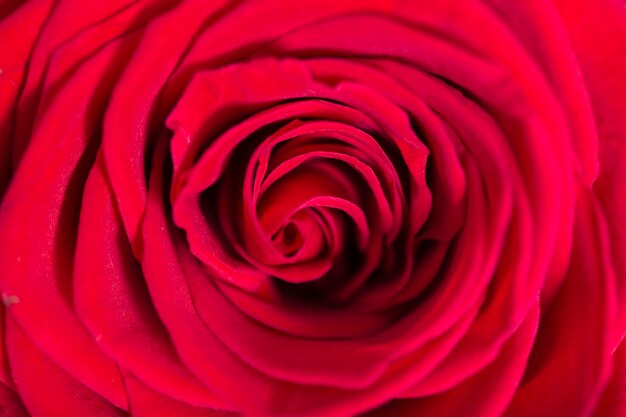 Schöne rote Rose der Nahaufnahme