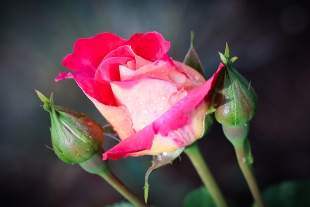 Schöne rote rose mit tautropfen im garten an einem sonnigen tag ideal für hintergrundgrüße