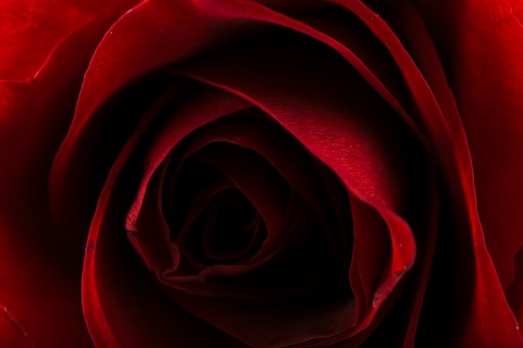 Kostenlose Foto schöne rote rose