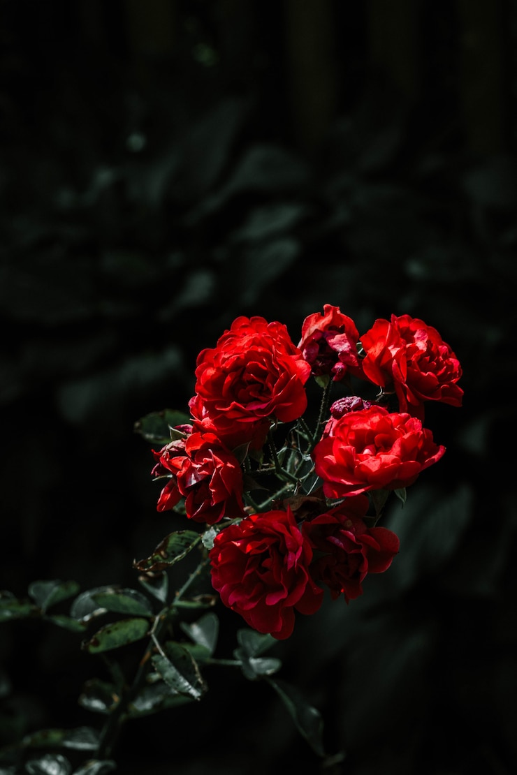 Kostenlose Foto schöne rote rosen