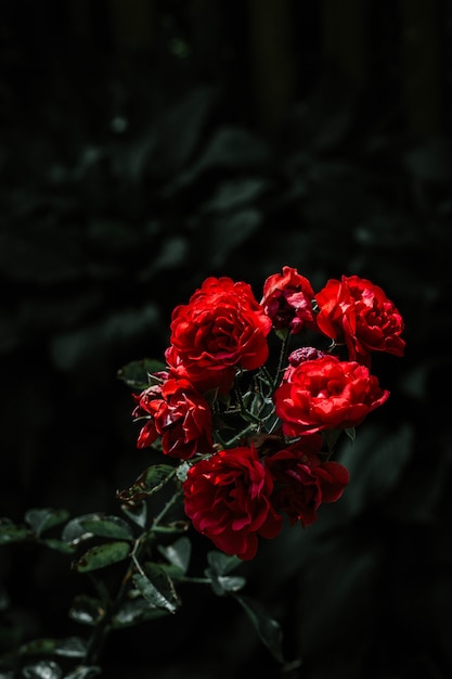 Schöne rote Rosen