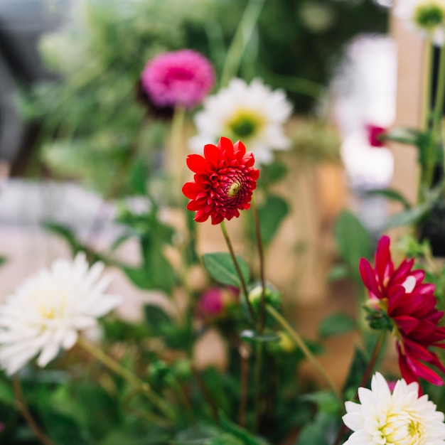 Schöne rote und weiße Chrysanthemenblumenanlage