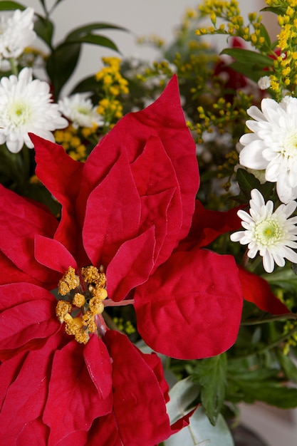 Kostenloses Foto schöne rote weihnachtssternkomposition