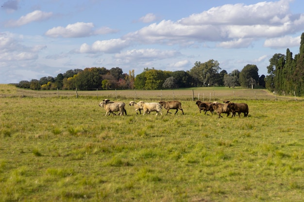 Schöne Schafherde im Freien