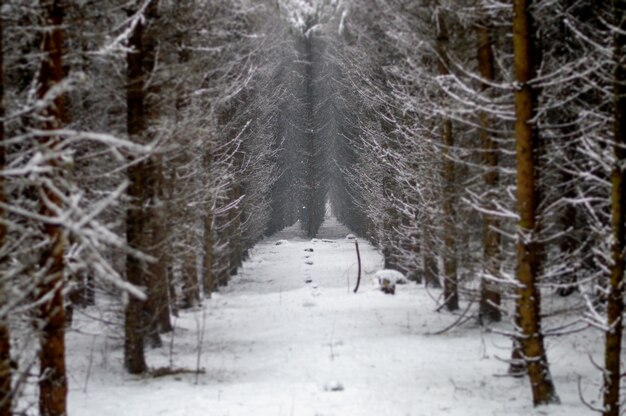 Schöne schneebedeckte Bäume im Wald