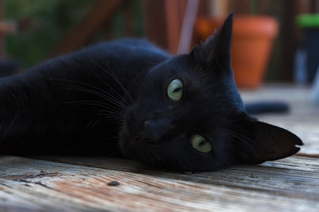 Schöne schwarze Katze mit grünen Augen, die die Kamera betrachten