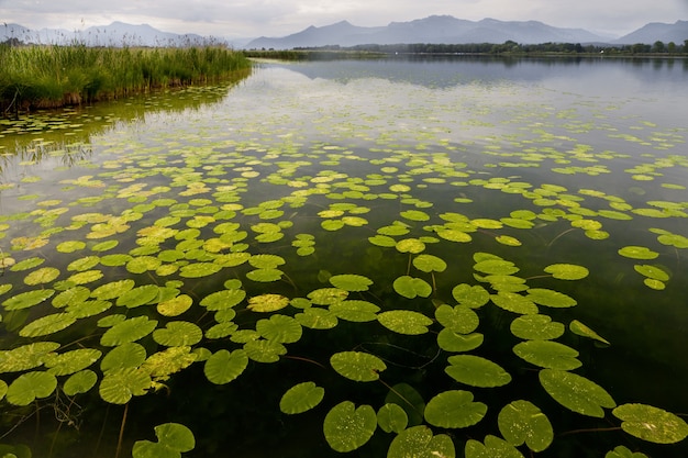 Schöne Seerosenblätter, die auf einem Teich mit den Bergen im Hintergrund schwimmen
