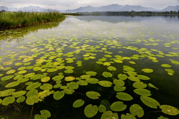 Schöne Seerosenblätter, die auf einem Teich mit den Bergen im Hintergrund schwimmen