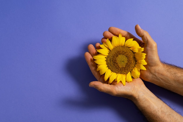 Kostenloses Foto schöne sonnenblume im stillleben des studios