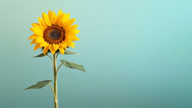 Schöne Sonnenblume im Studio