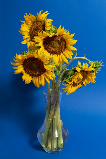 Schöne Sonnenblumen im Studiostillleben
