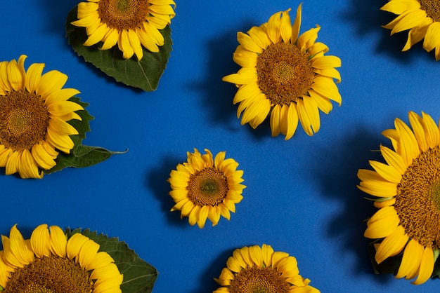 Kostenloses Foto schöne sonnenblumen im studiostillleben