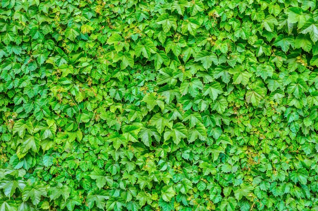 Schöne Spaziergang Farbe Stadt öffentlichen Gartenarbeit