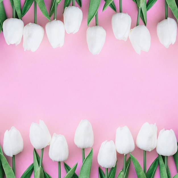 schöne symmetrische Komposition mit weißen Tulpen auf Pastellrosa Hintergrund