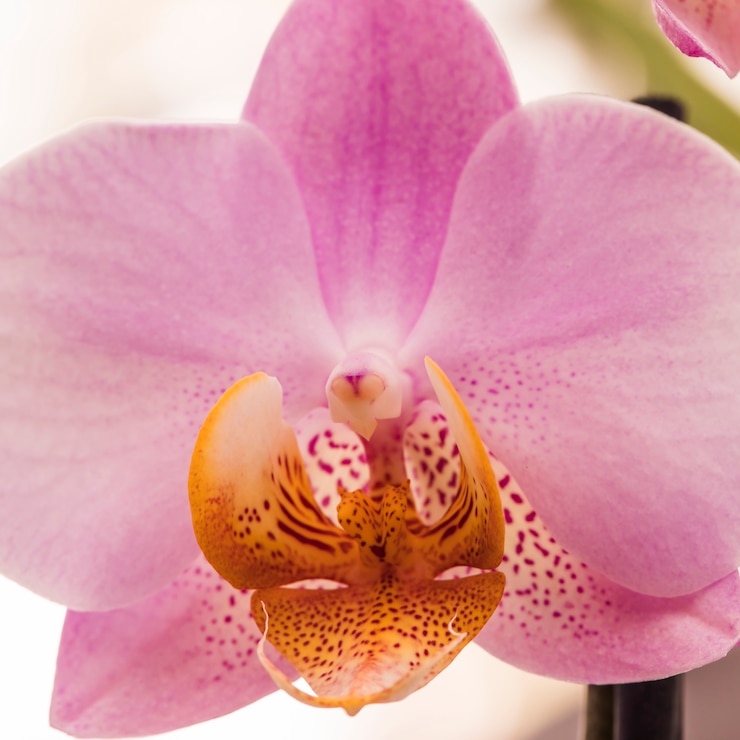 Kostenlose Foto schöne tropische rosafarbene frische blume mit gelbem stempel