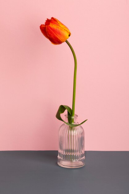 Schöne Tulpe in Vase Frühlingstapete